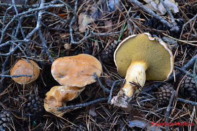 Suillus Bovinus o Boletus Bovinus