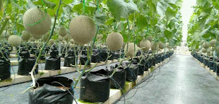 "Fertigation System Equipment","Hydroponic Fertigation System Equipment","Hydroponic Fertigation System Tools Kits"