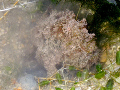 Spotted-tail frogfish (Lophiocharon trisignatus)