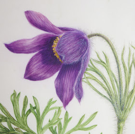 Painting using body colour to add fine hair to Pulsatilla flower