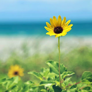 35+ beautiful flower images and wallpaper image flower free download