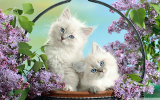 Kittens Wallpaper