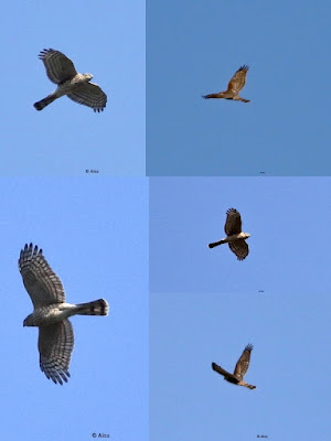 Eurasian Sparrowhawk