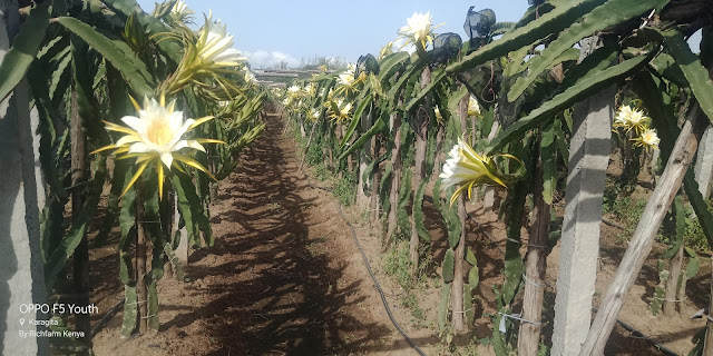 dragon fruit farming in Kenya