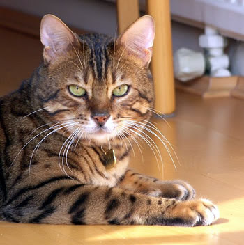 Savannah Cat Breed Pictures Savannah Cat Breed Pictures