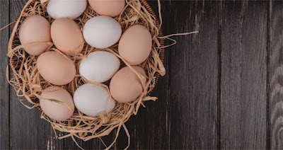 Penyebab Telur Lambat Menetas Karena Kelembaban Tidak Stabil