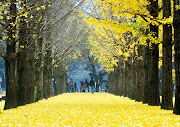 Nami Island, Korea