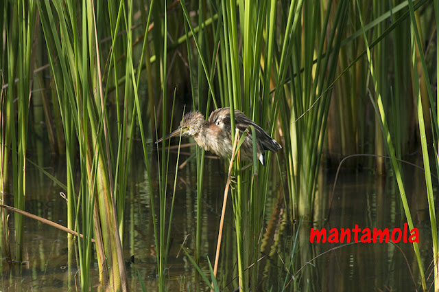 Yellow Bittern