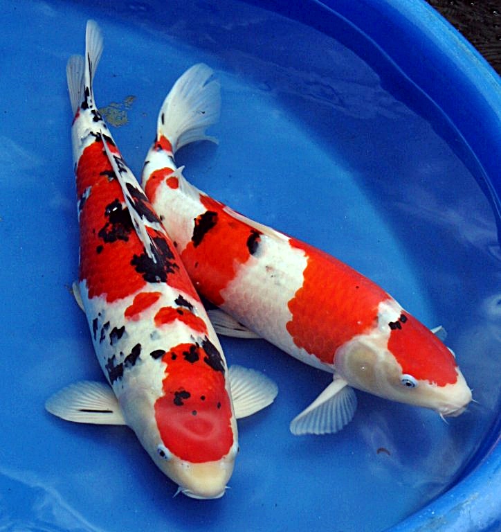 Populer Ikan Koi Merah, Gambar Sablon
