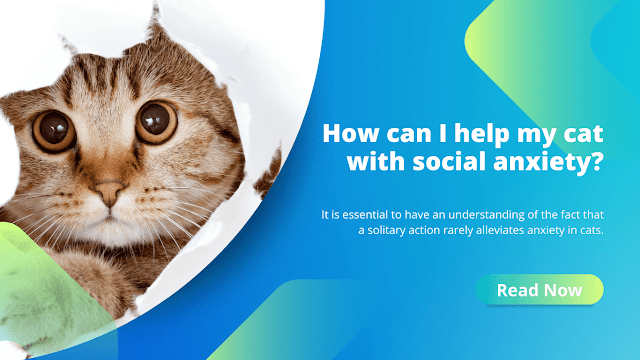 how-can-i-help-my-cat-with-social-anxiety