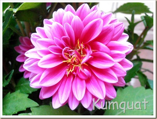 dalia 3