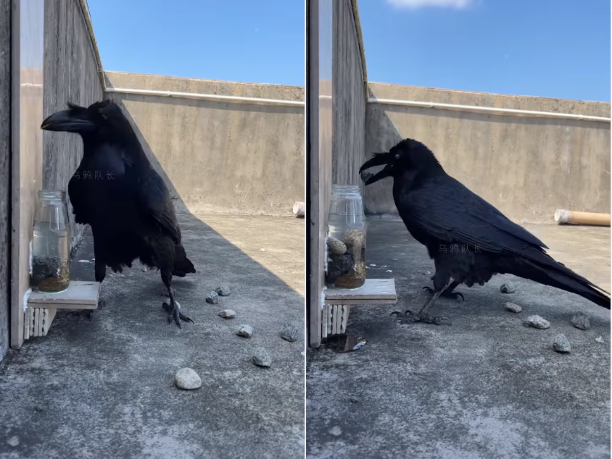 a Thirsty Crow