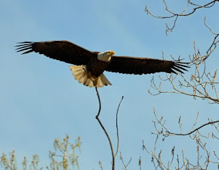 are you an eagle or a duck