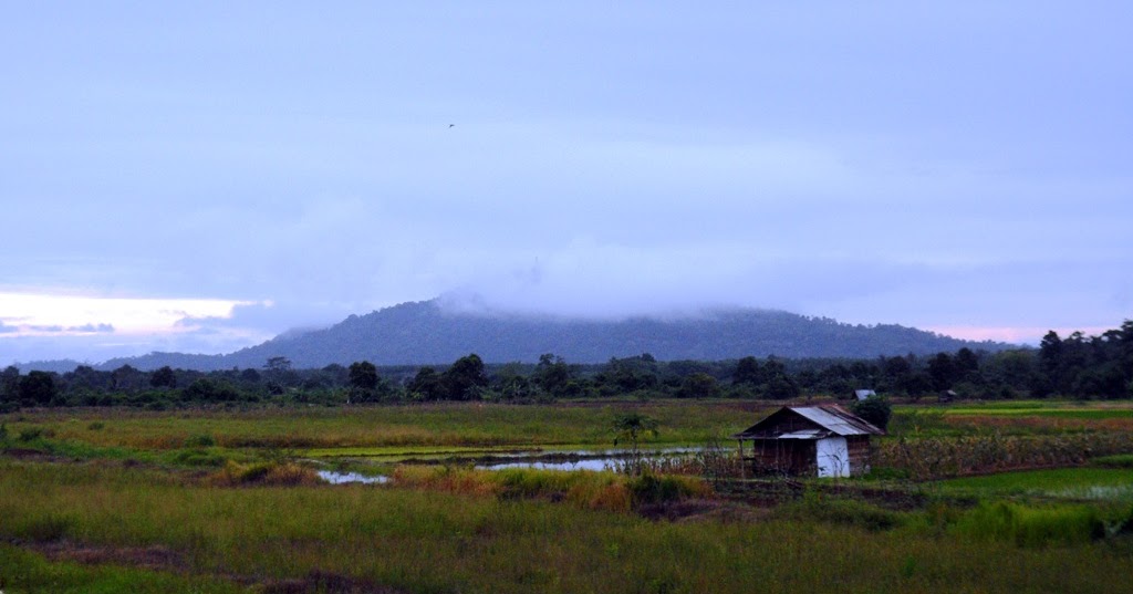 Ekosistem Sawah