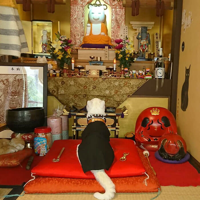 There Is A Japanese Cat Shrine, And Its Monks Are Adorable