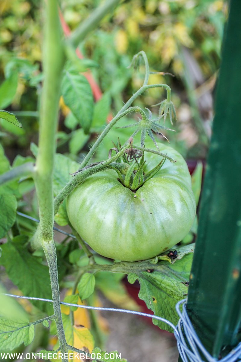 Tomatoes in the garden | On The Creek Blog