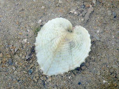 Heart Cockle (Corculum cardissa)