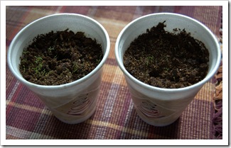 Styrofoam Coffee Cups for Seed Planting Styrofoam Coffee Cups for Seed Planting 1-2010-2