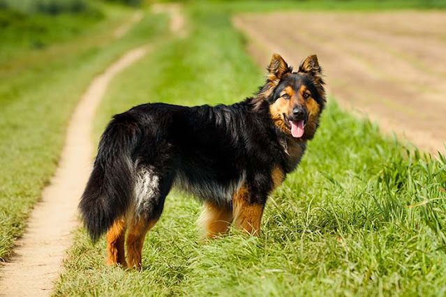 bohemian-shepherd-dog