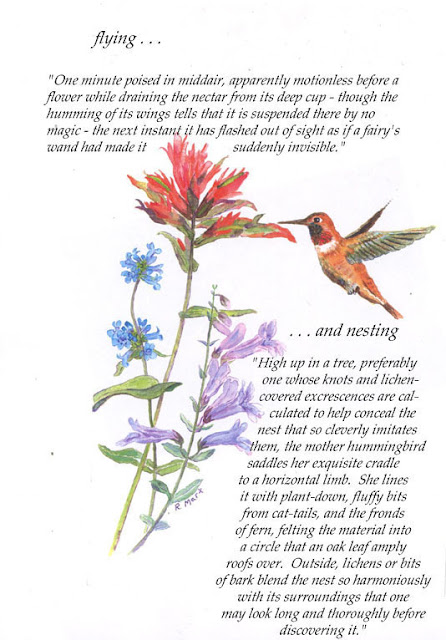 Hummingbird Graphics