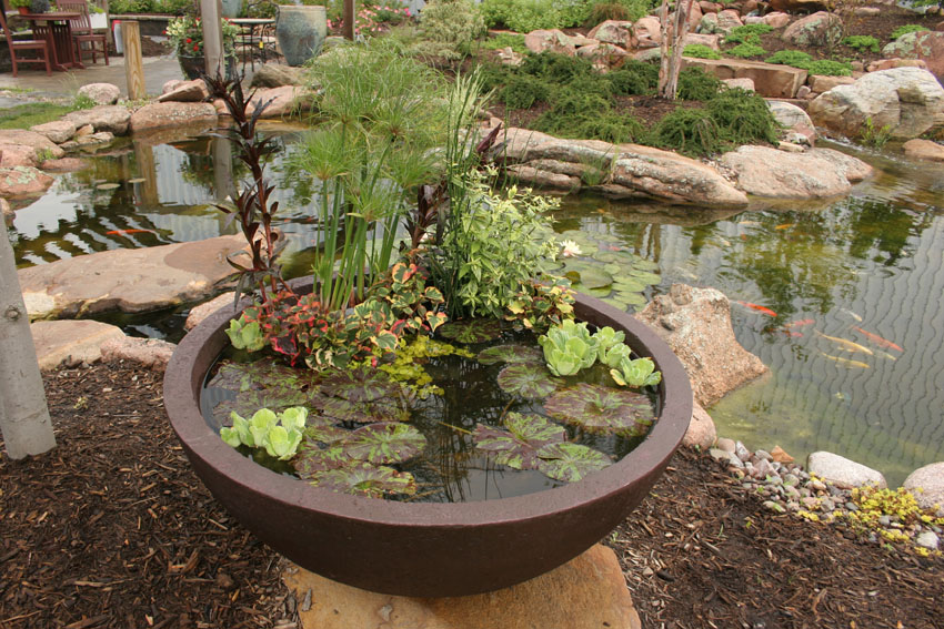 Aquascape Your Landscape: Create a Container Water Garden