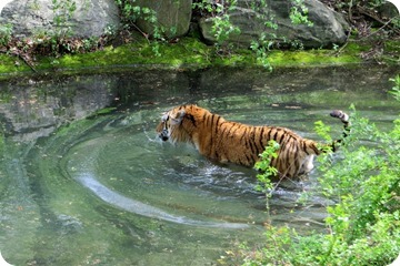 Bronx Zoo for Twins 4th Birthday