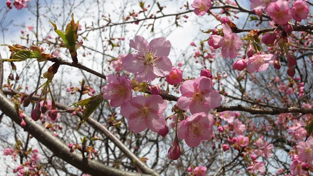 井の頭公園の西園にて早咲きの桜