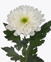  Bunga  Seruni  Putih Kebajikan De  