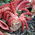 เห็ดนิ้วมือปีศาจ (Devil's Fingers) เห็ดเอเลี่ยนที่ถูกยกให้เป็นอาหารอันโอชะ
