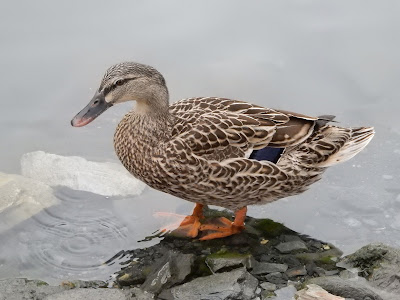 綠頭鴨雌鳥