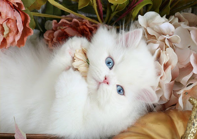 Persian cat