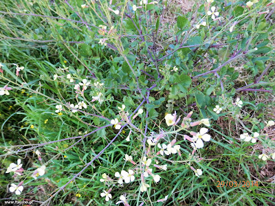 Σιναπόβρουβα-Brassica nigra L.