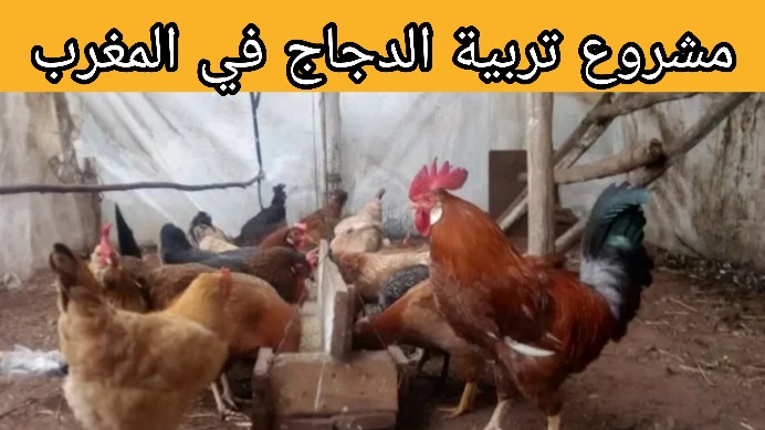 مشروع تربية الدجاج في المغرب