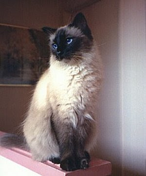 Top Balinese Cat Breeds