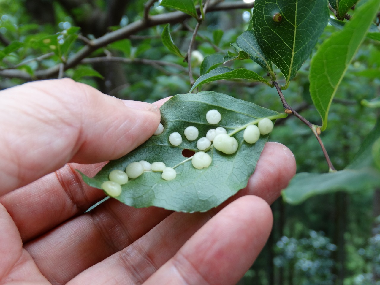 故有事 エゴノキの葉にできた虫こぶ The Gall Of The Storax S Leaf