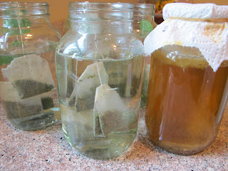 Making Kombucha at Home is Easy