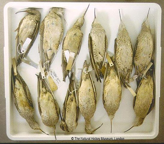 A drawer full of stuffed, tagged Eskimo curlew "cabinet skins," from Natural History Museum, London.