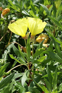 Oenothera macrocarpa - Onagre du Missouri - Oenothère du Missouri