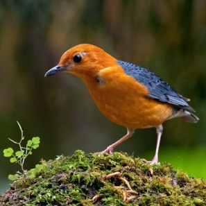 ... maupun kios kios burung sekadar bertanya tanya coba