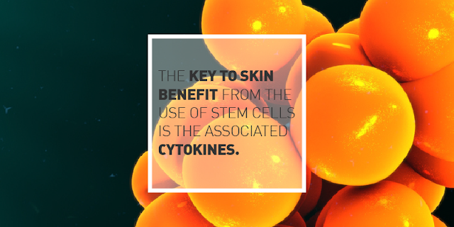 Human Stem Cells Part 3: How They Are Used in Skin Care Products and Where to Find Products with Stem Cells in the Ingredients