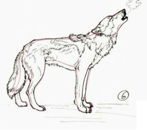 Como Dibujar un Lobo Aullando [ Pasos Faciles ]