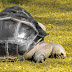 Another Turtle view from Kolkata Zoo