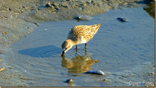 tern island birding_082