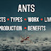 All About Ants | Facts | Types | Work | Reproduction | Benefits | Articles Hive