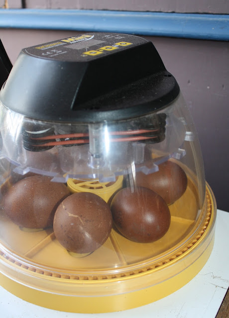 maran eggs in incubator