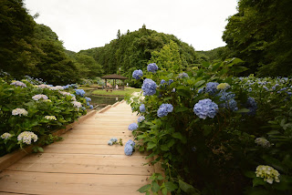 辰ノ口親水公園紫陽花園2020