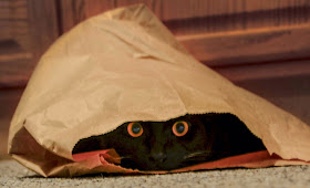 Funny cats - part 99 (40 pics + 10 gifs), cat pictures, cat hiding inside paper bag
