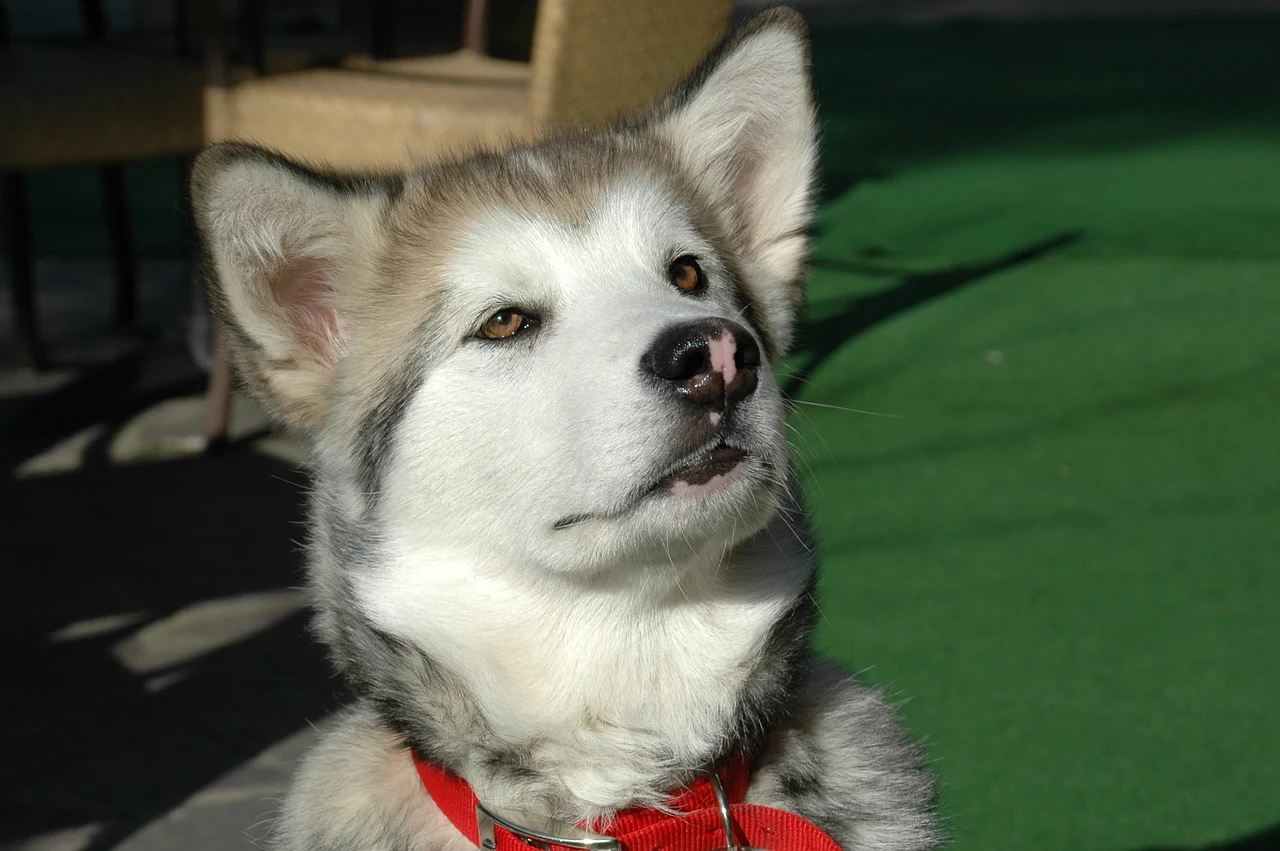 Hình ảnh loài chó Alaskan Malamute dễ thương: Giống chó Alaska (tên đầy đủ là Alaskan Malamute) là giống chó sói tuyết hoang dã được thuần hóa bởi bộ tộc Malamute.
