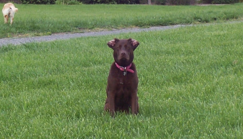 chocolate lab sitting in grass, looking straight at camera, both ears are blown backward so pink insides are exposed 