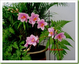 IMG_0508 orchid blog